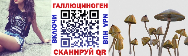 Галлюциногенные грибы прущие грибы  Купить  Кирсанов 